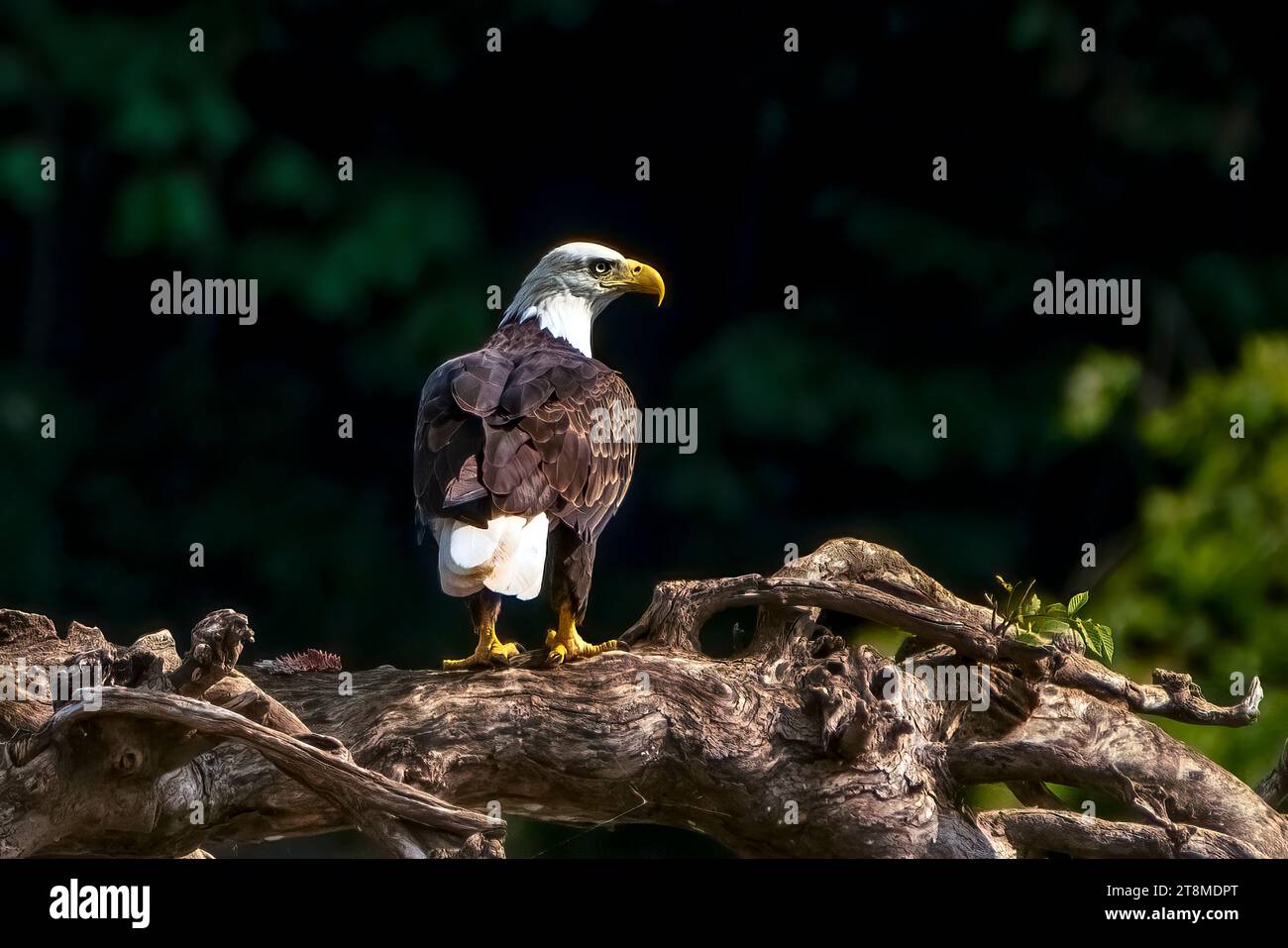 Perched on a mid-river fallen tree, a bald eagle surveys the scene. Stock Photo