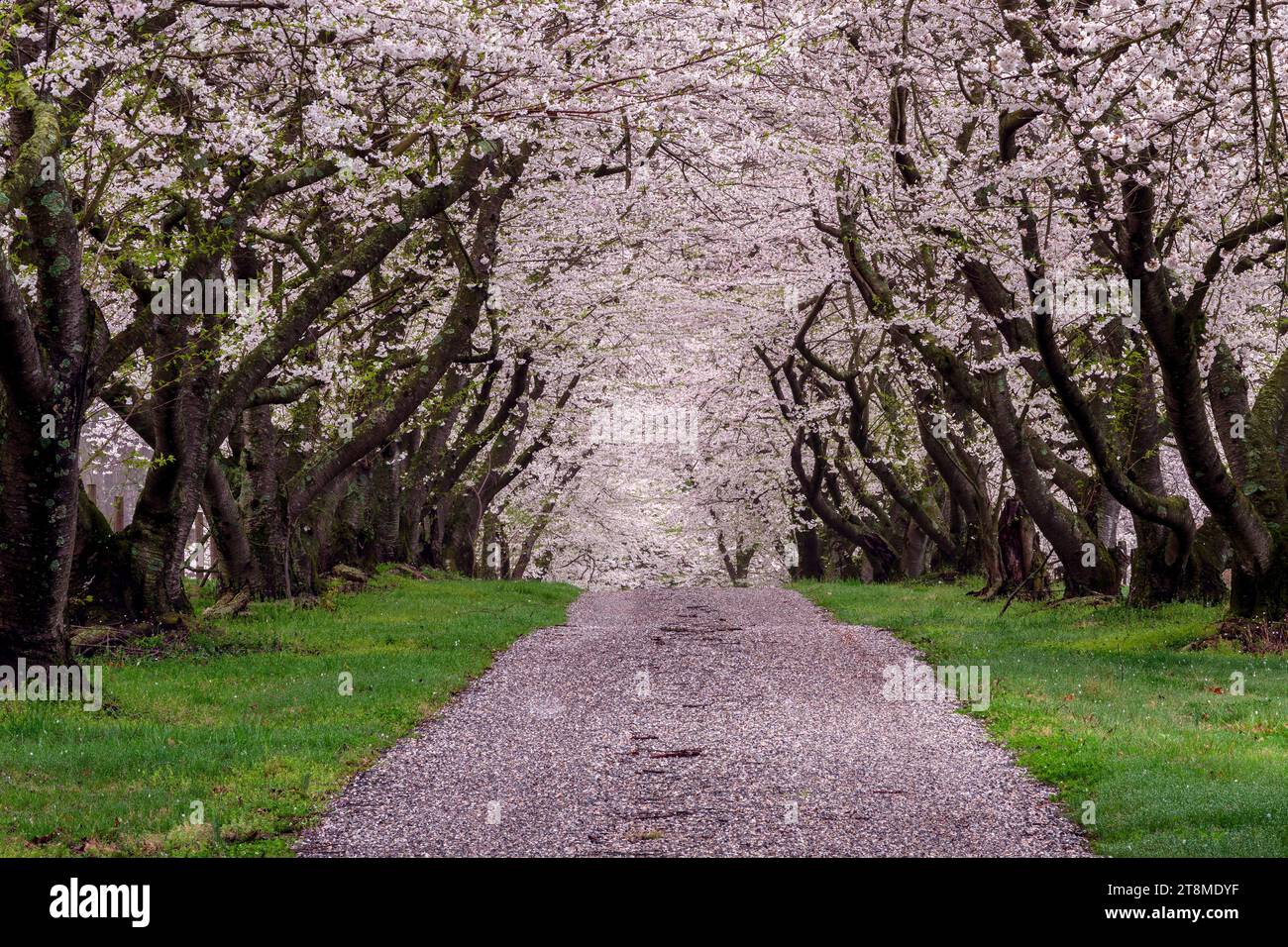 A narrow, enchanted lane, covered in fallen cherry blossoms, stretches out under a canopy of pink blossoms. Stock Photo