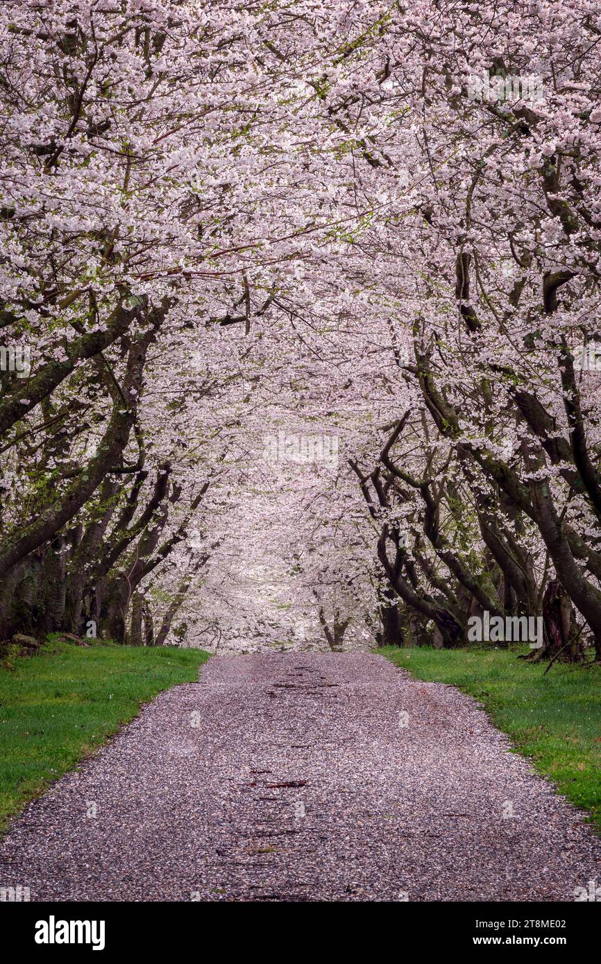A narrow, enchanted  lane, covered in fallen cherry blossoms, leads into a dreamy canopy of pink blossoms. Stock Photo