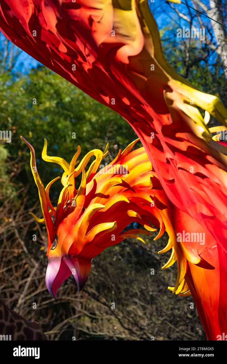 Fiery phoenix bird Chinese lantern art at Zoo Atlanta for IllumiNights at the Zoo in Atlanta, Georgia. (USA) Stock Photo