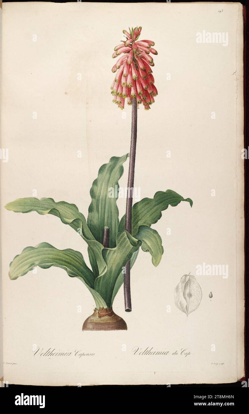 Veltheimia capensis Les Liliacées. Stock Photo