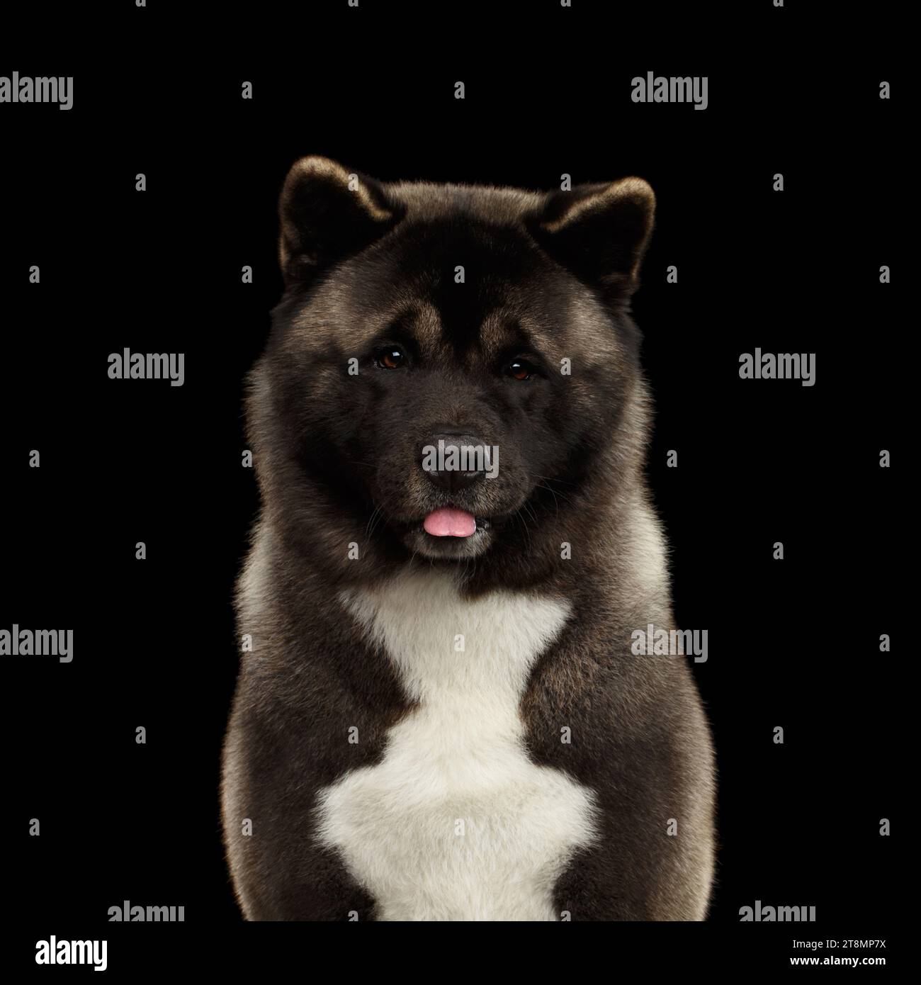 Portrait of Akita Inu Dog on Isolated Black Background, front view Stock Photo