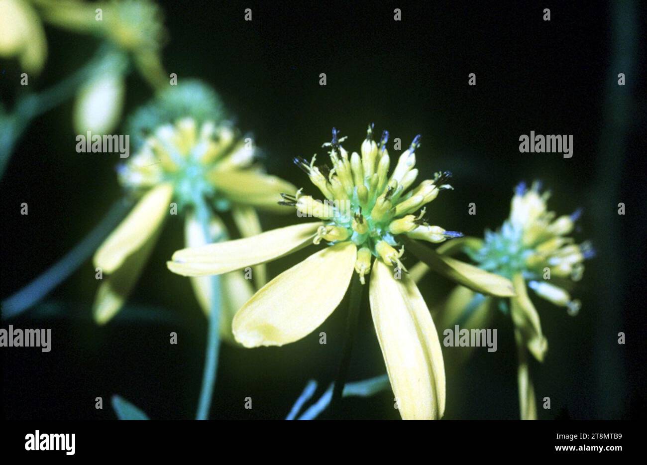 Verbesina alternifolia NRCS-1. Stock Photo