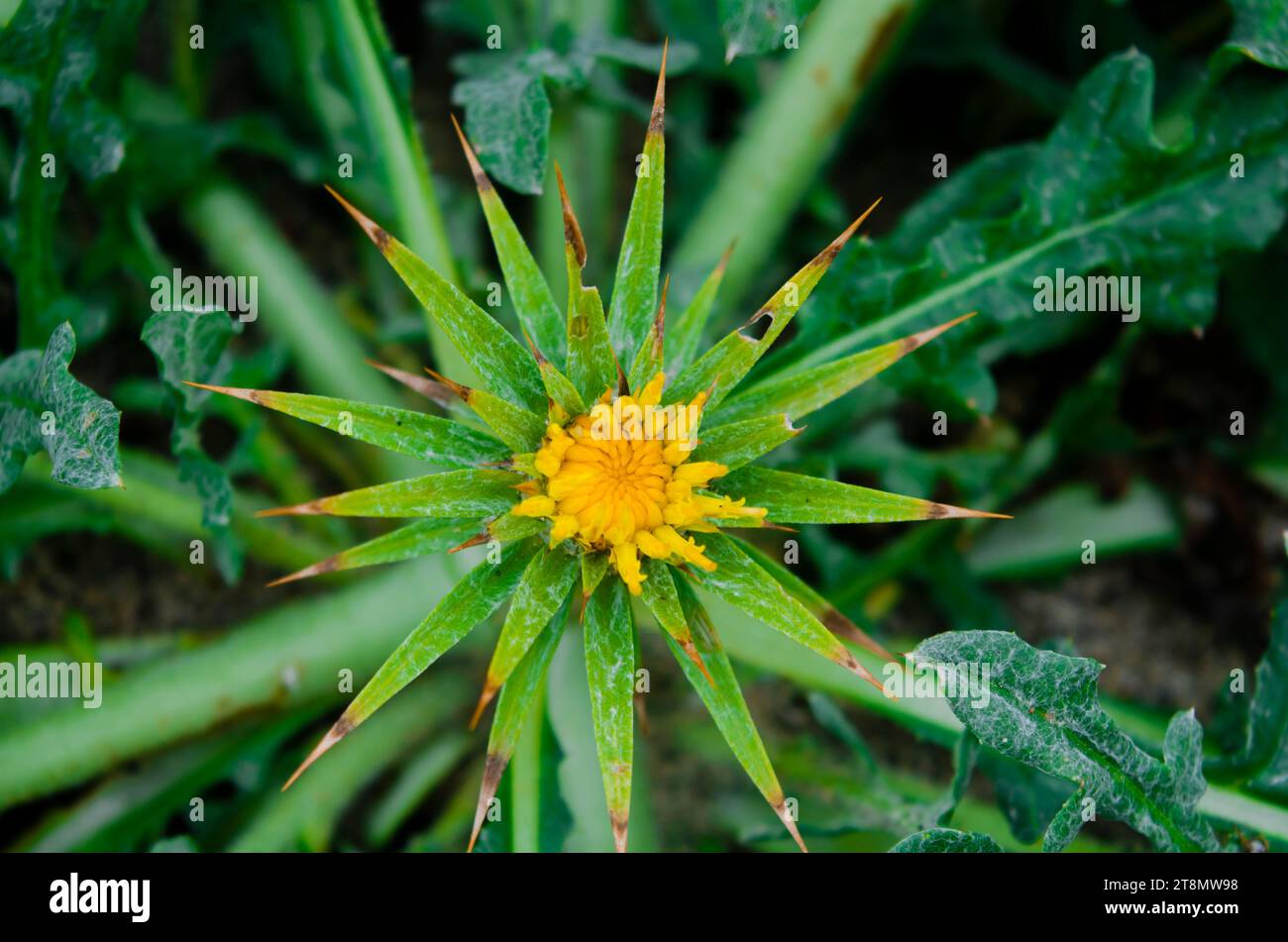 Closeup on the yellow flower of the spiny Mediterranean woolly distaff thistle, in Pakistan Stock Photo