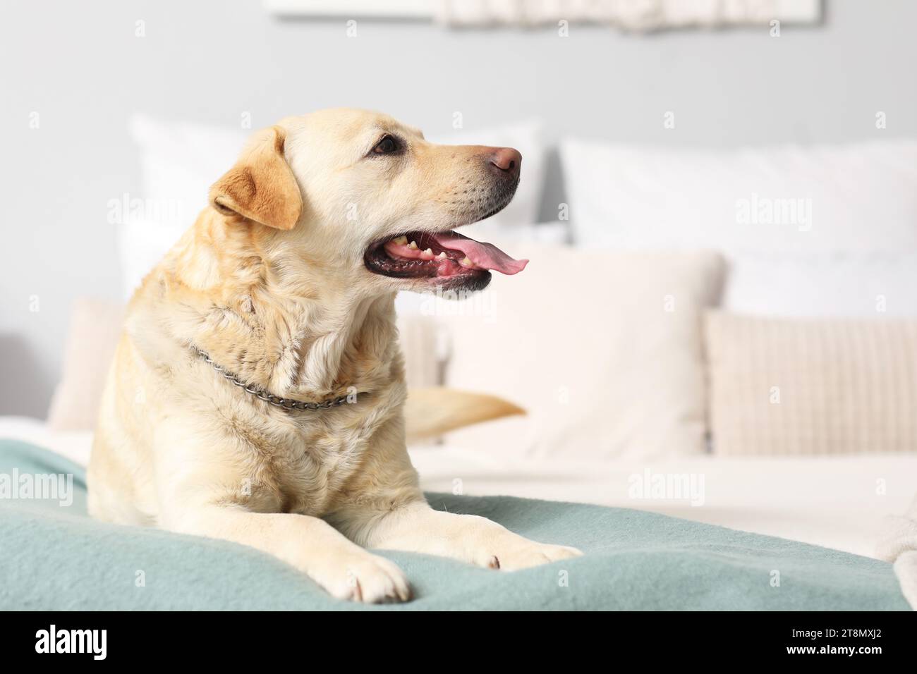 Cute Labrador dog lying in bedroom Stock Photo - Alamy