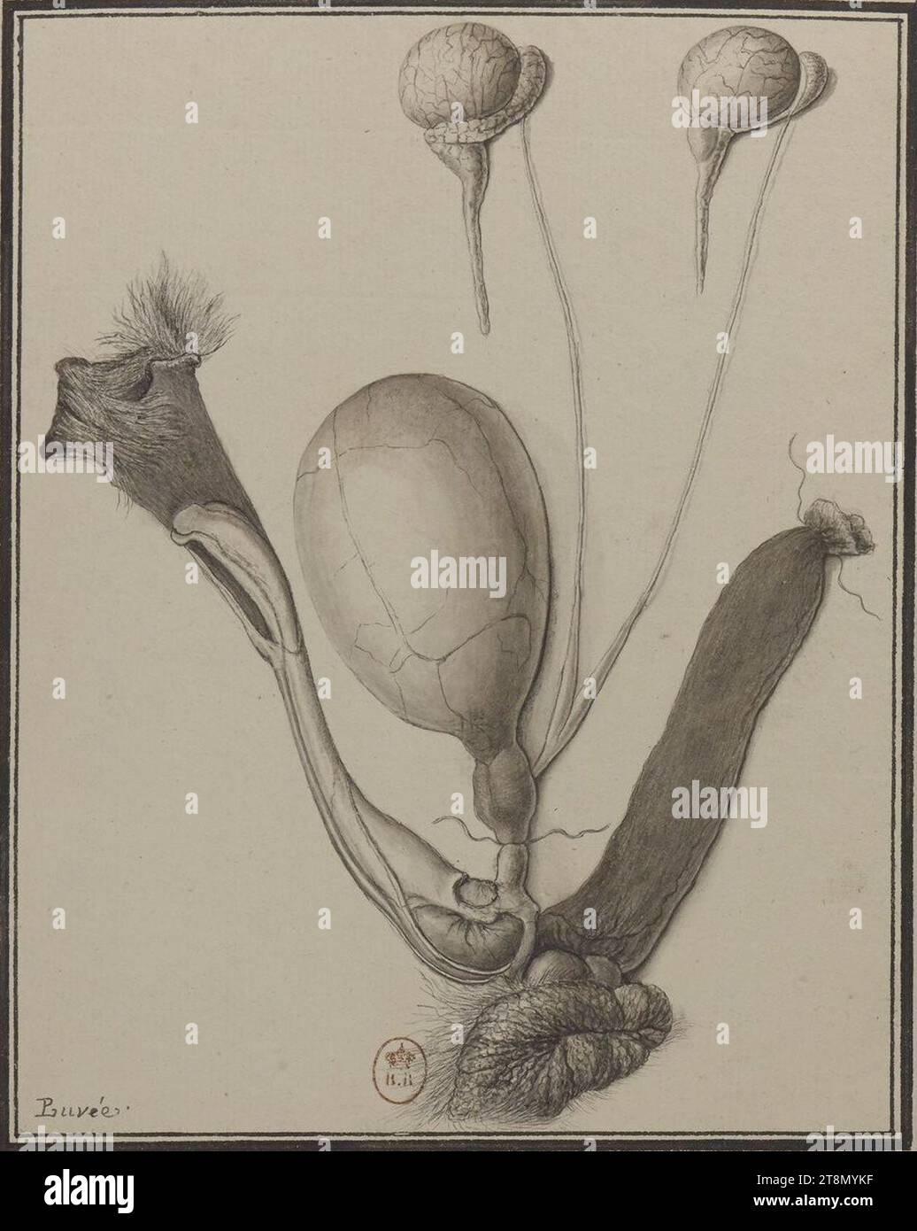 Raton laveur hi-res stock photography and images - Alamy, image size:1036x1390