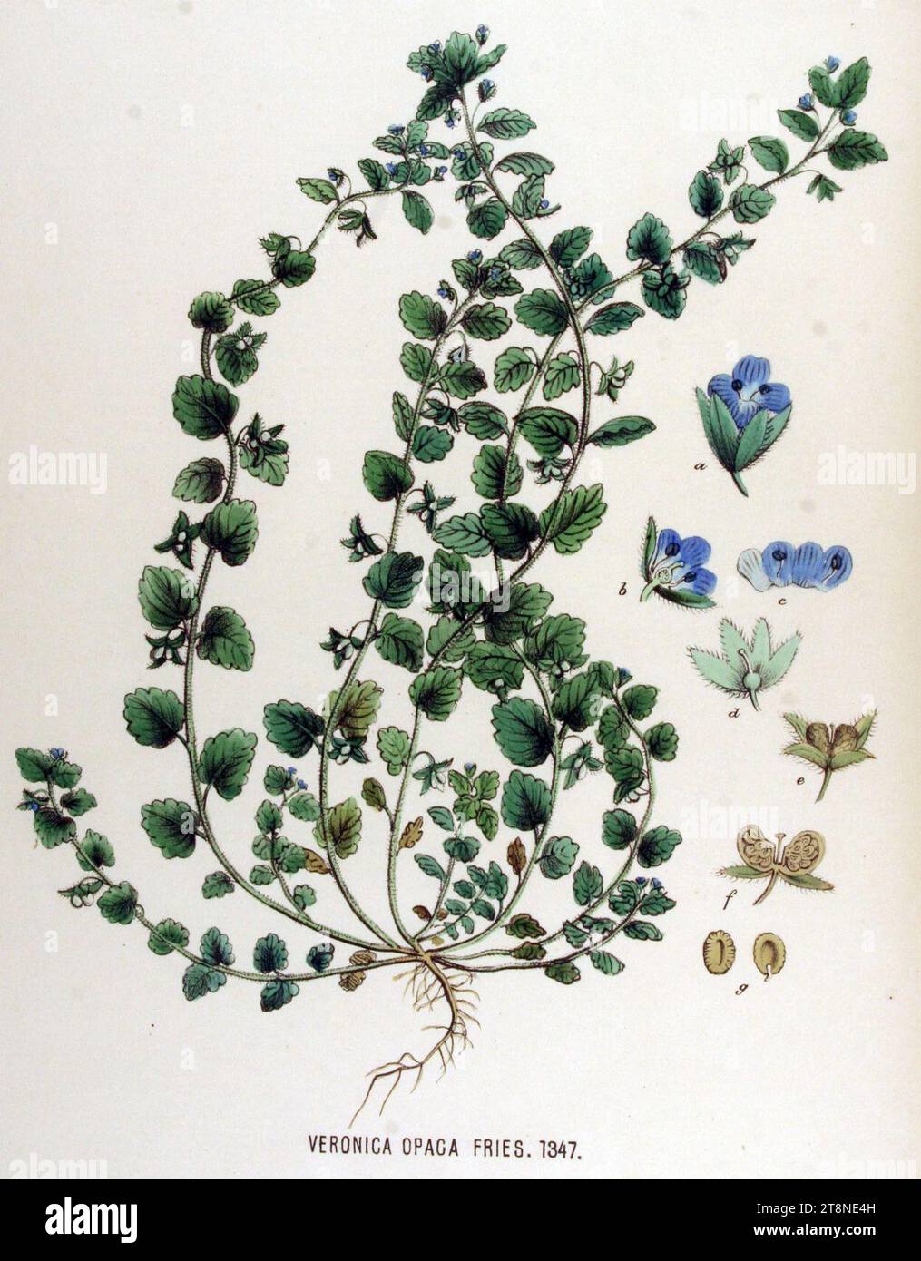 Veronica opaca — Flora Batava — Volume v17. Stock Photo
