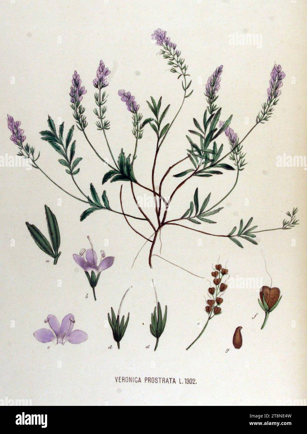 Veronica prostrata — Flora Batava — Volume v17. Stock Photo