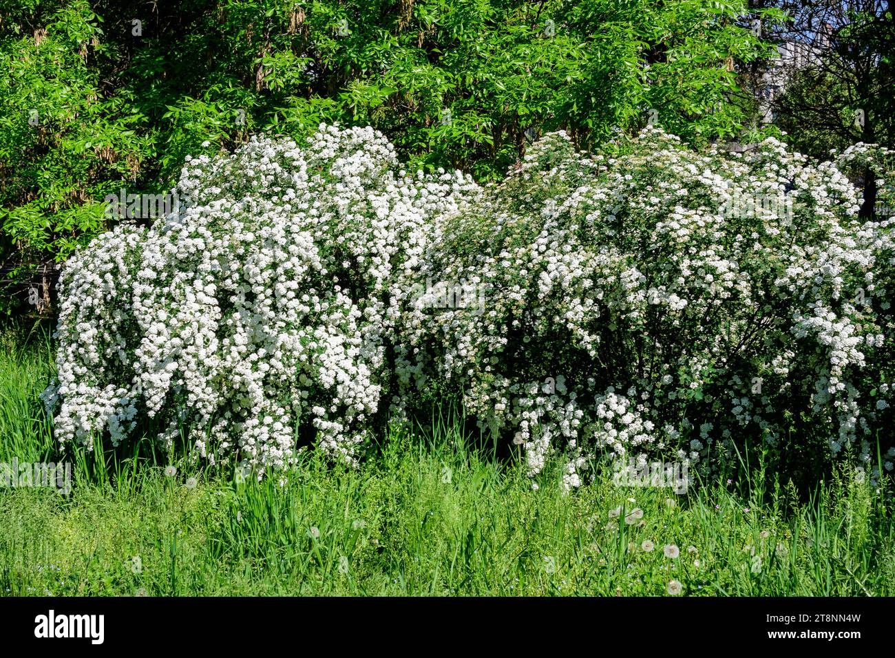Large branch with delicate white flowers of Spiraea nipponica Snowmound shrub in full bloom and a small Green June Bug, beautiful outdoor floral backg Stock Photo