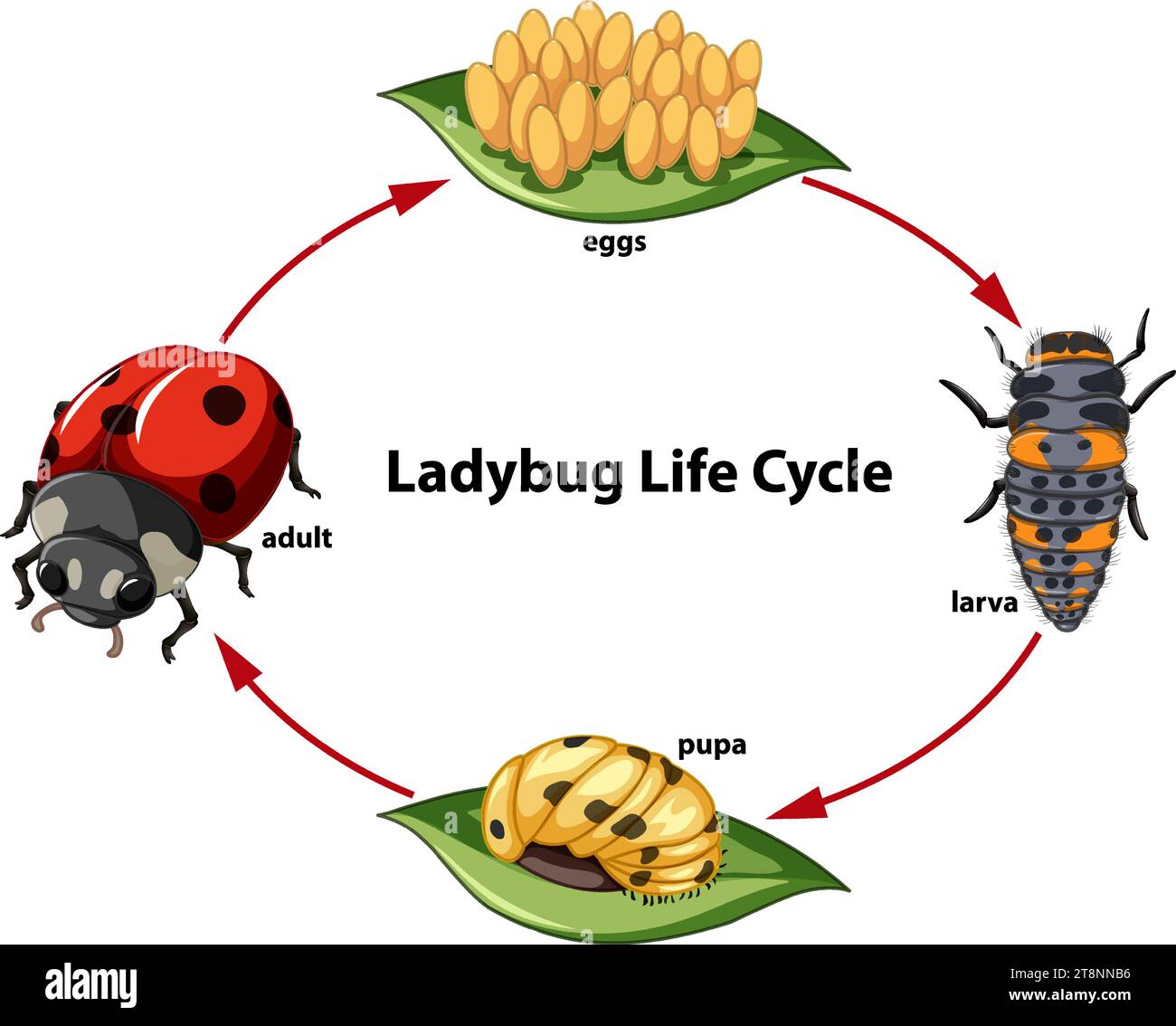 Science student's cartoon illustration of ladybug life cycle Stock ...