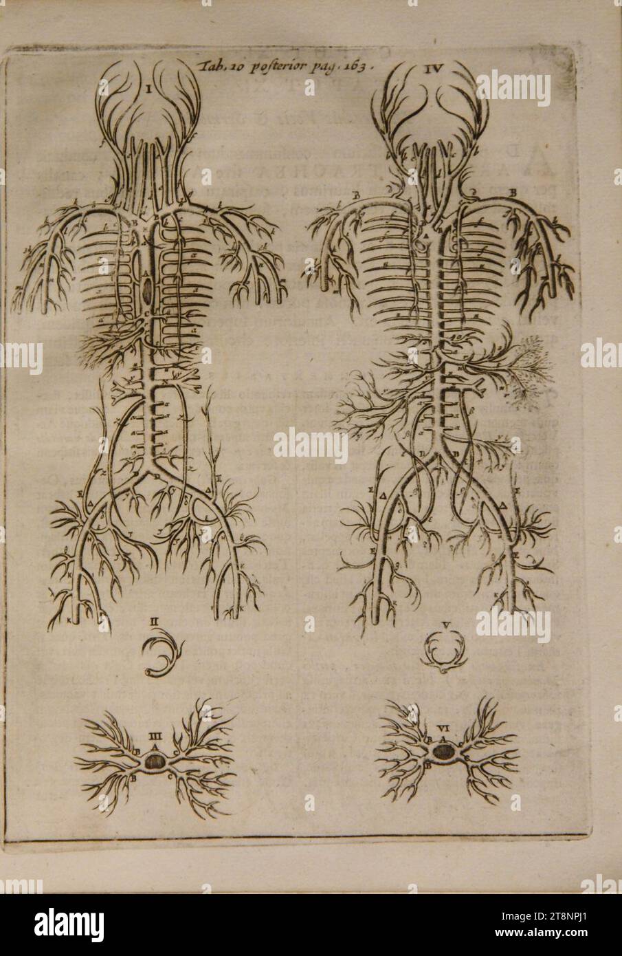 Médecine Anatomie Heister Compendium Anatomicum Illustré Planches 1742 Venezia