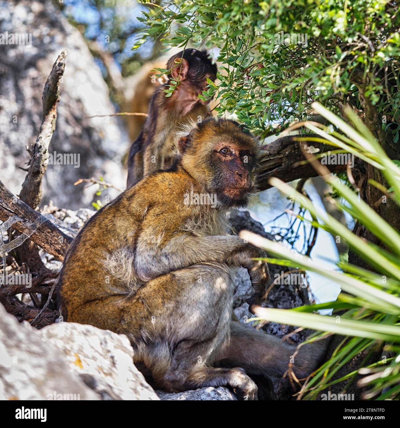 Barbary macaques (Macaca sylvanus), Magot in the bushes, free-living, Upper Rock Nature Reserve, Rock of Gibraltar, Gibraltar Stock Photo