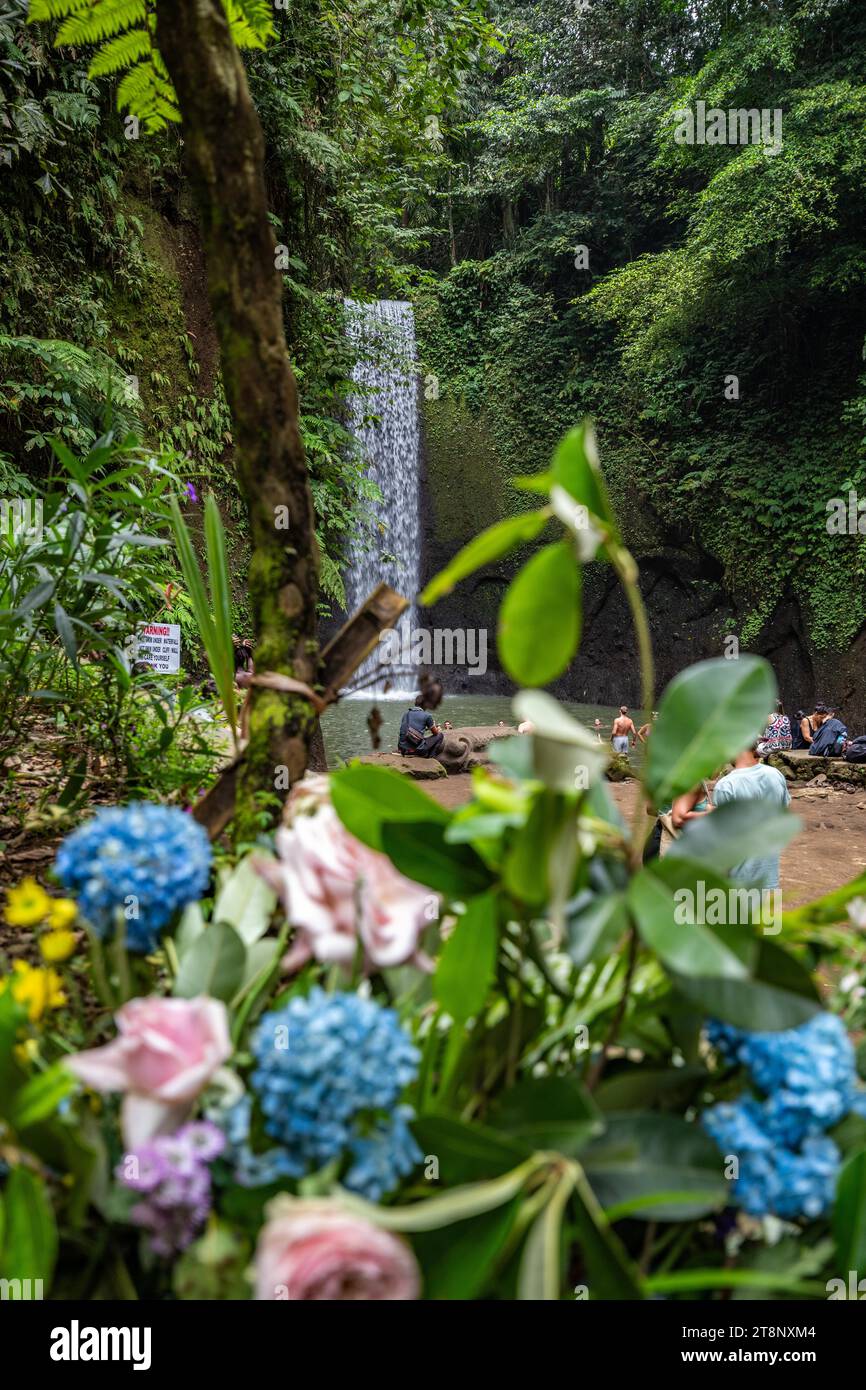 Tibumana waterfall, a small, wide waterfall in a green gorge. The river flows into a pool in the middle of the forest. Excursion destination near Stock Photo