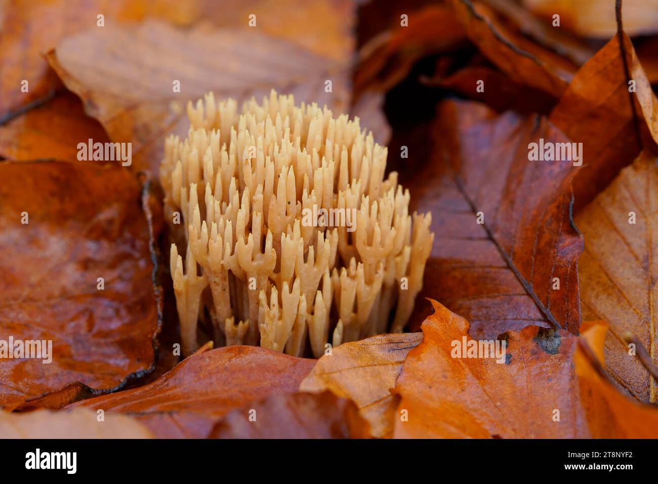 Stiff coral (Ramaria stricta) on the forest floor between the leaves of a copper beech. Germany, Brandenburg, Liepe, Schorfheide-Chorin Biosphere Stock Photo
