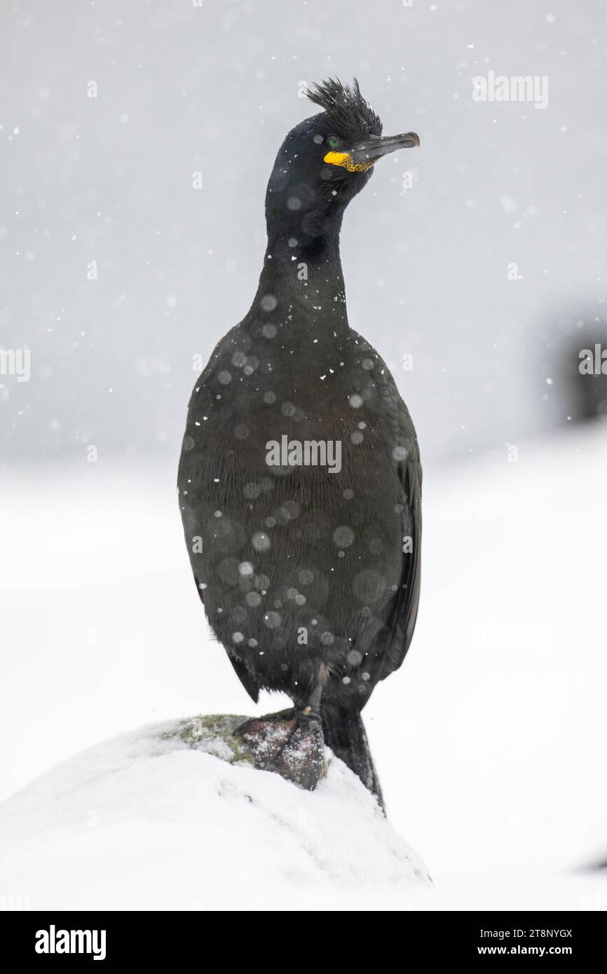 Common shag (Phalacrocorax aristotelis), in the snow, Hornoya Island, Hornoya, Vardo, Varanger Peninsula, Troms og Finnmark, Norway Stock Photo