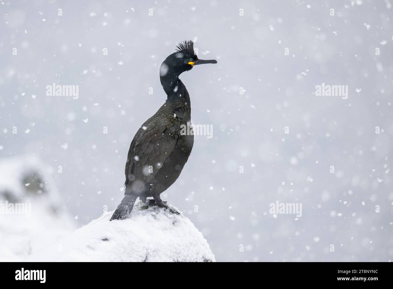 Common shag (Phalacrocorax aristotelis), in the snow, Hornoya Island, Hornoya, Vardo, Varanger Peninsula, Troms og Finnmark, Norway Stock Photo