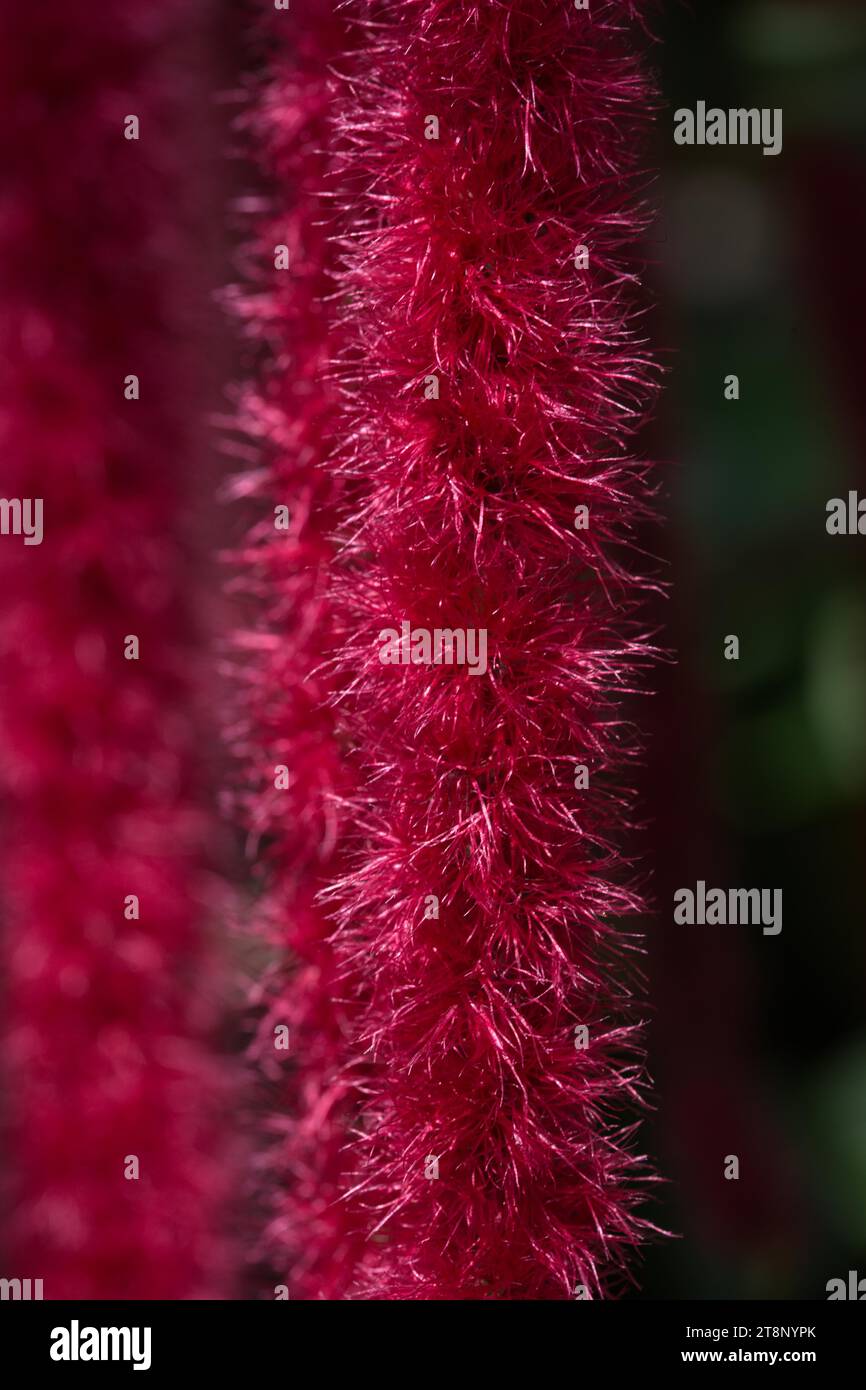 Detail of the flower of a red cattail (Acalypha hispida) Stock Photo