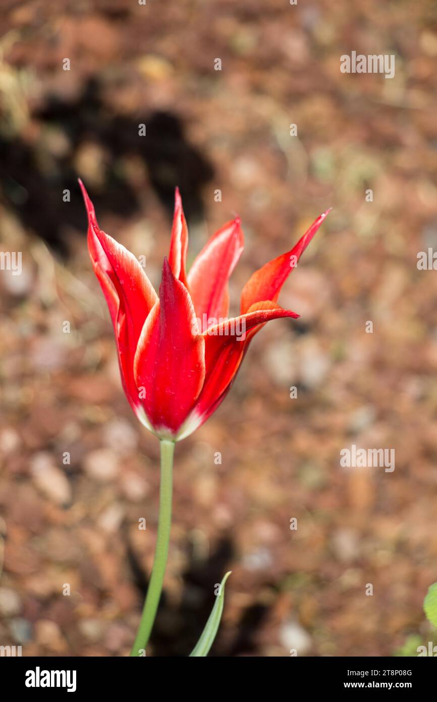 Red color Tulips Bloom in Spring in garden Stock Photo - Alamy
