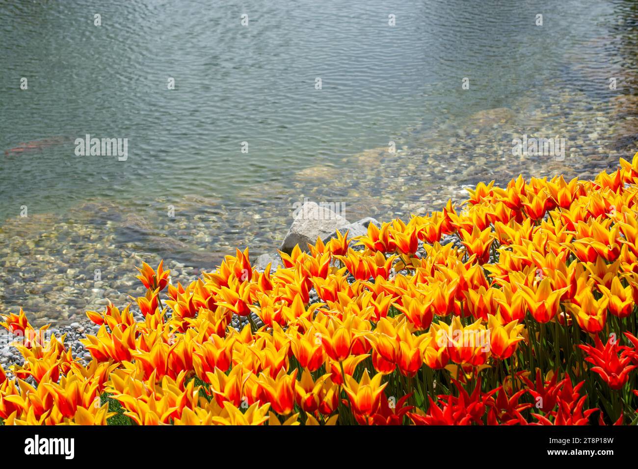 Tulips of various colors in nature in spring time Stock Photo - Alamy
