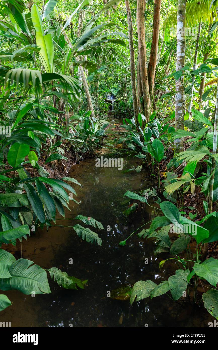 Stream in the tropical jungle, Playa El Almejal, El Valle, Colombia Stock Photo