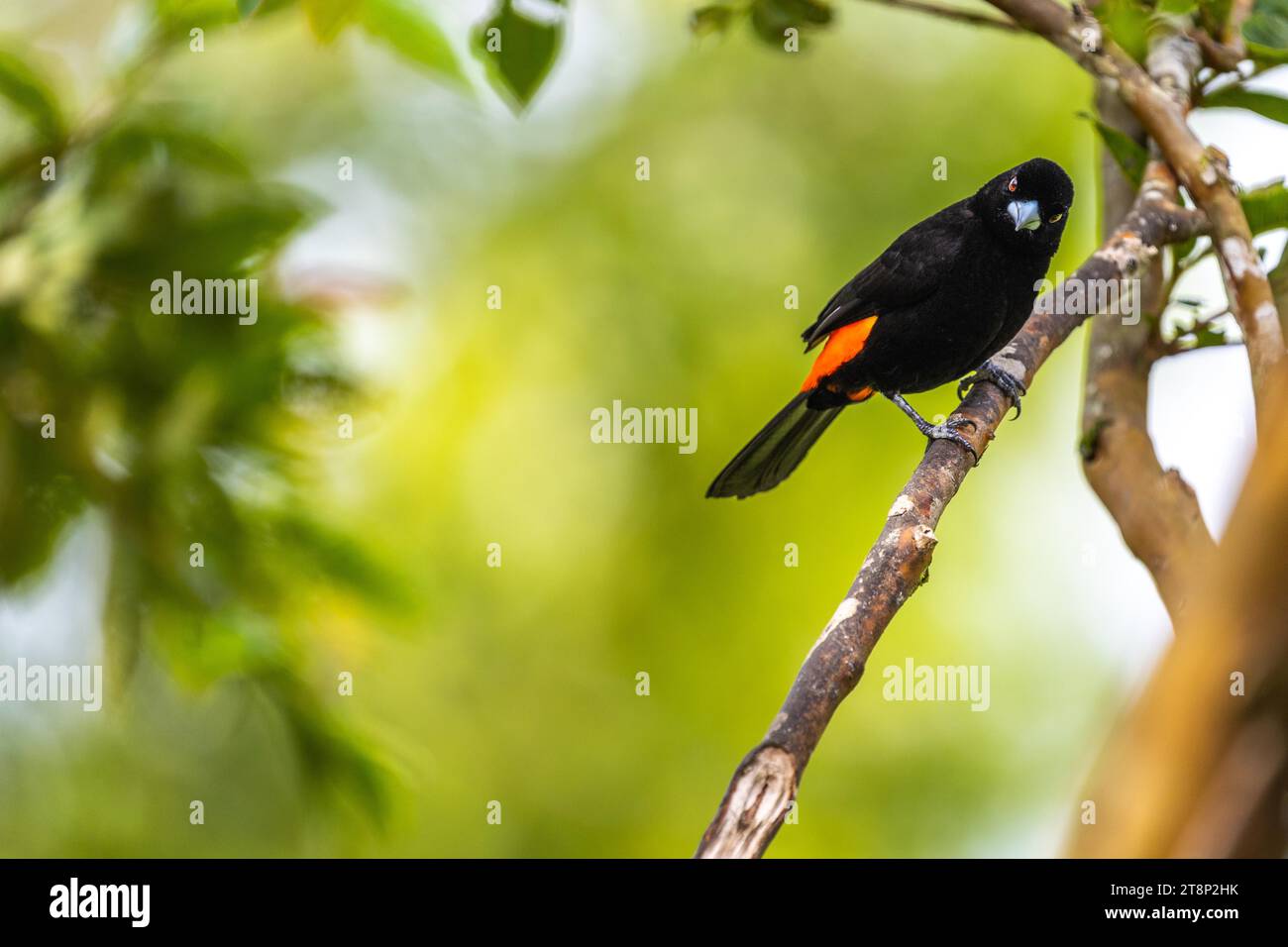 Fire-rumped Tanager (Ramphocelus flammigerus), La Cumbre, Valle de Cauca, Colombia Stock Photo