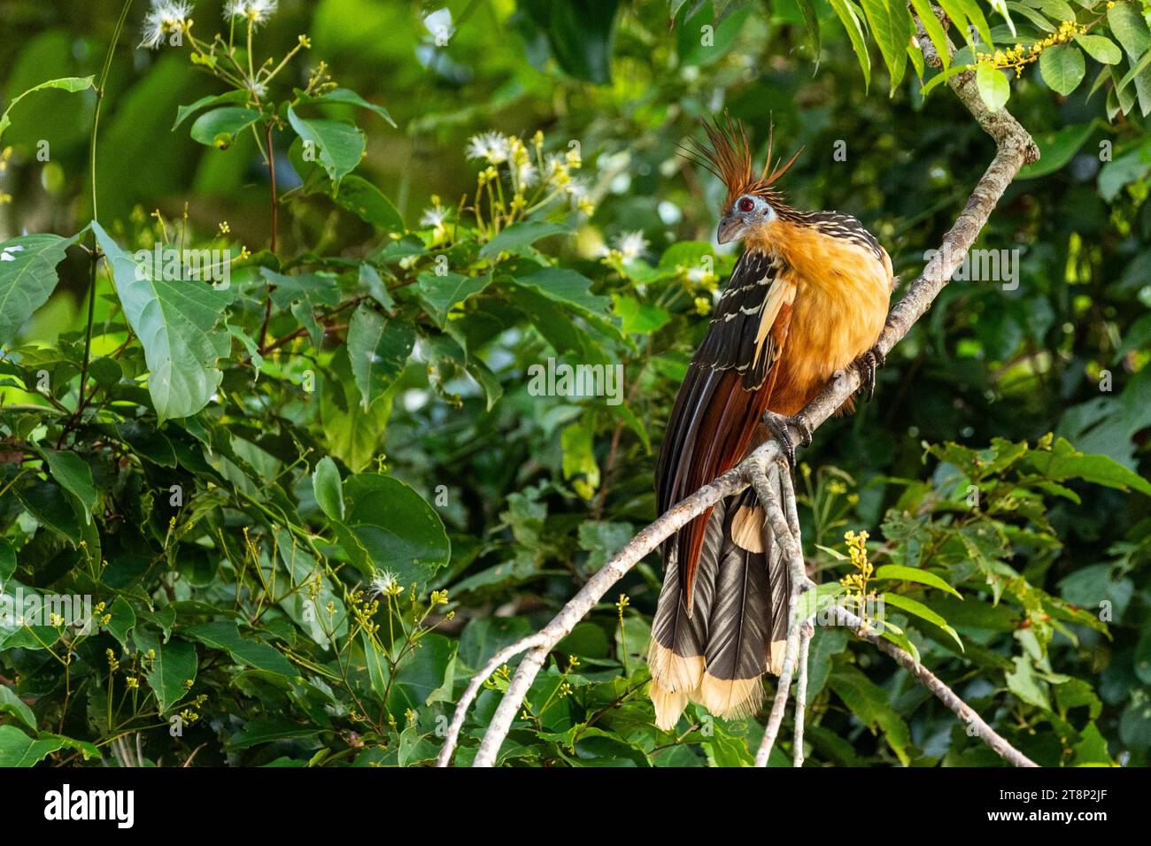 Hoatzin (Opisthocomus hoazin), Rio Guayabero, La Macarena, Colombia Stock Photo