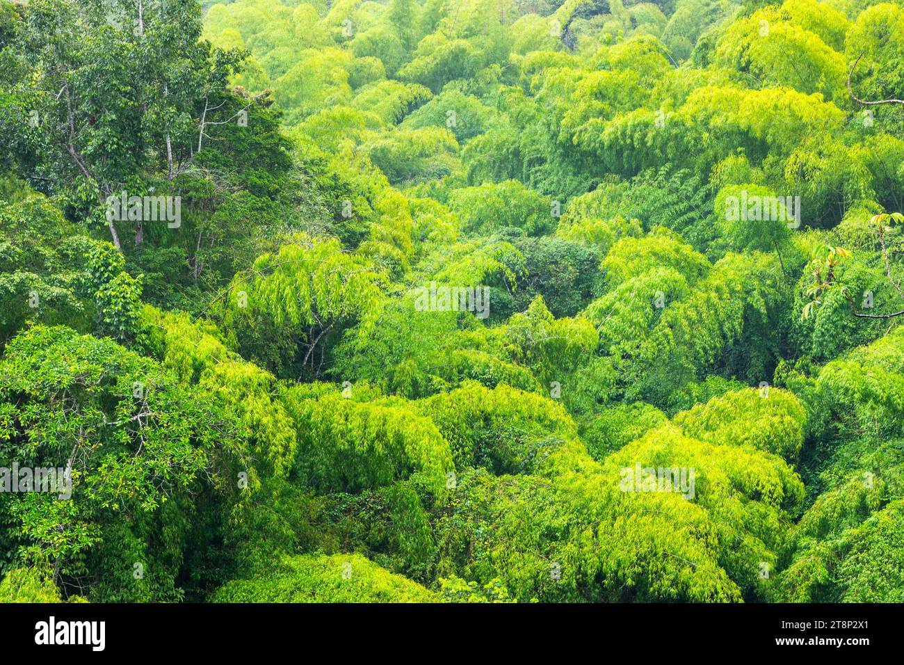 Tree bush forest (Bambusoideae), Valle de Cauca, Colombia Stock Photo