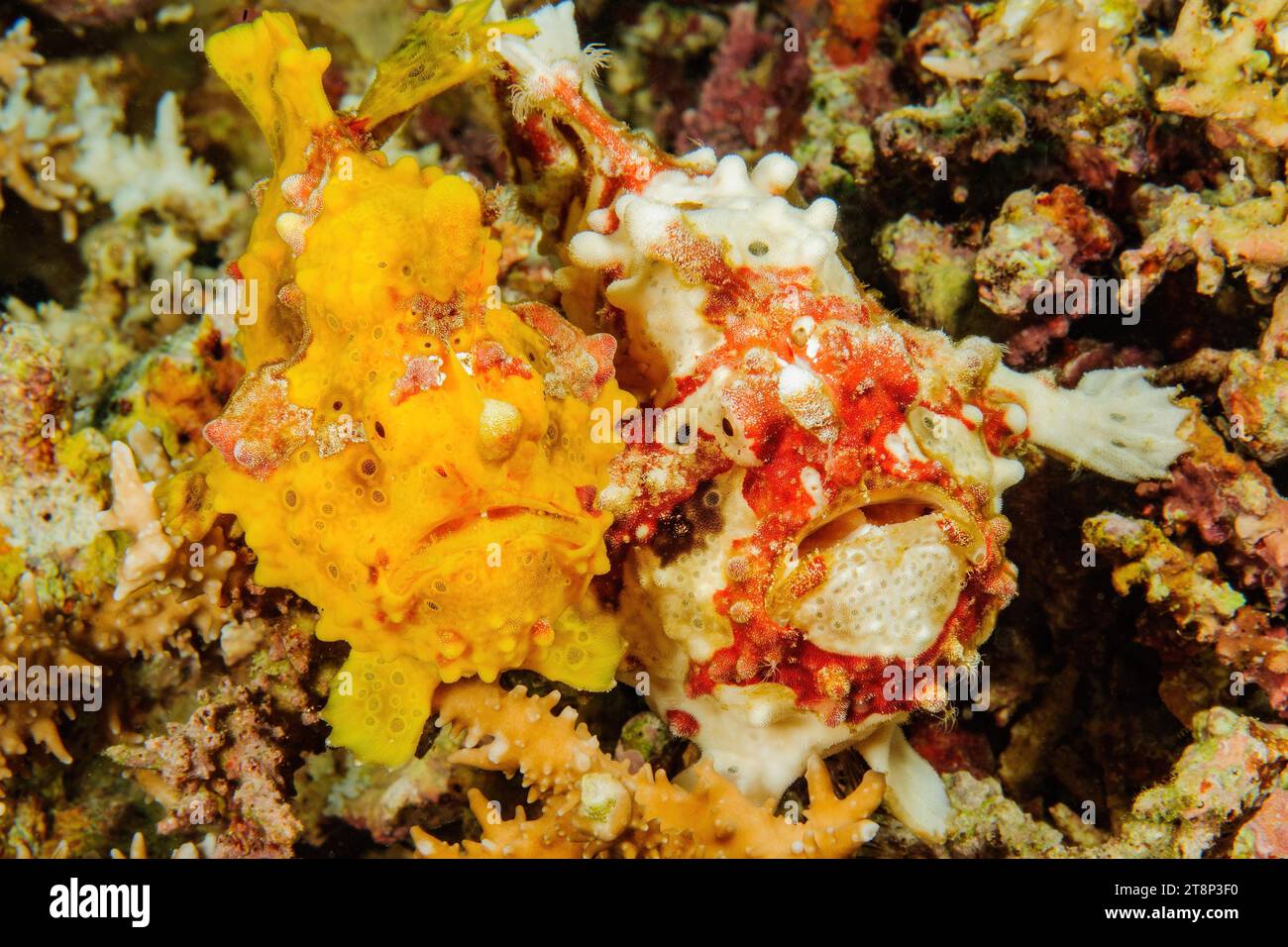 Pair of two specimens of Warty Frogfish (Antennarius maculatus) yellow red-white sit with natural camouflage well camouflaged close together in Stock Photo