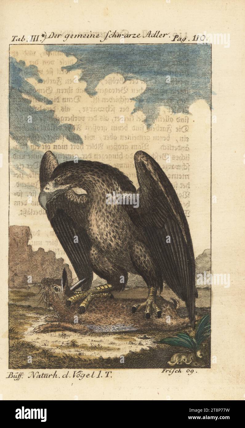 Golden eagle, Aquila chrysaetos, preying on a rabbit. Der gemeine Schwarze Adler, petit aigle noir, Aquila nigra, Aquila melanaetus. Handcoloured copperplate engraving after an illustration by Johann Leonhard Frisch from Friedrich Heinrich Wilhelm Martini’s edition of Comte de Buffon’s Naturgeschichte der Vogel, Natural History of Birds, Ben Joachim Pauli, Berlin, 1772. Stock Photo