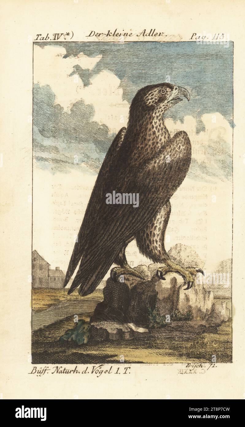 Greater spotted eagle, Aquila clanga. Der kleine Adler, le petit aigle, Aquila anataria. Handcoloured copperplate engraving after an illustration by Johann Leonhard Frisch from Friedrich Heinrich Wilhelm Martini’s edition of Comte de Buffon’s Naturgeschichte der Vogel, Natural History of Birds, Ben Joachim Pauli, Berlin, 1772. Stock Photo