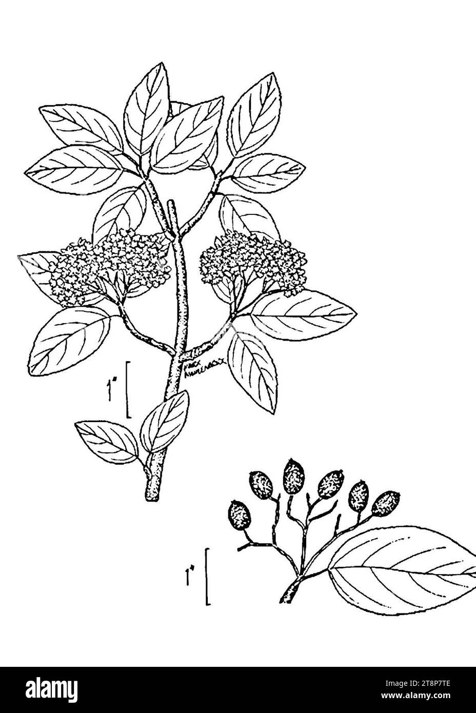 Viburnum prunifolium illustration 001 Stock Photo Alamy