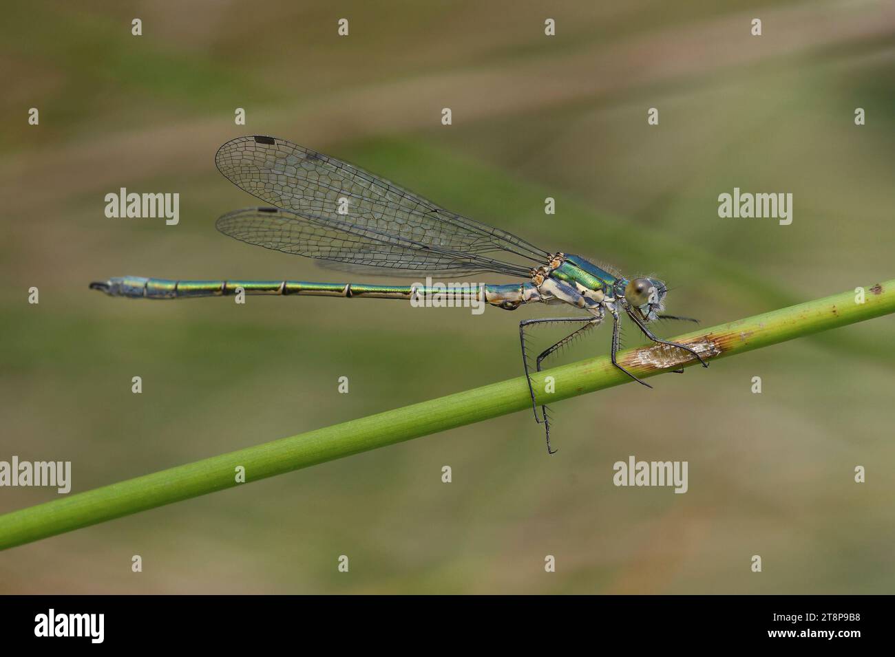 Natural closeup of a Emerald Spreadwing damselfly, Lestes dryas, perched against green blurred background Stock Photo