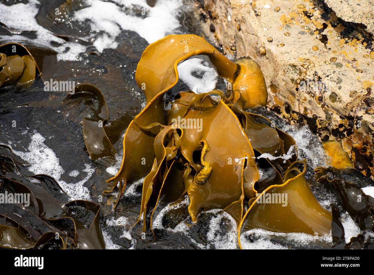 Bull kelp seaweed growing on rocks. Edible sea weed ready to harvest in