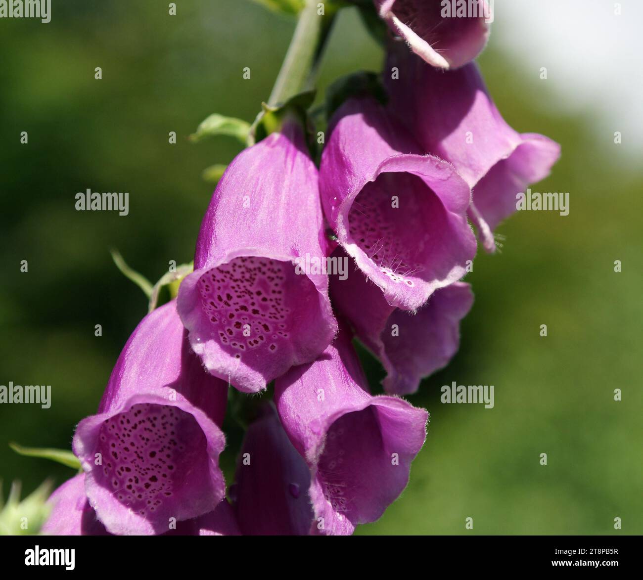 fox gloves flower Stock Photo - Alamy