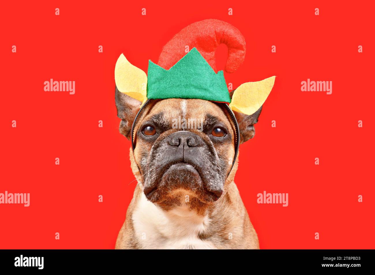 Funny French Bulldog dog wearing Christmas elf headband with hat and ears in front of red background Stock Photo