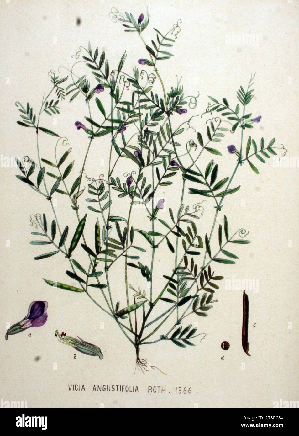 Vicia angustifolia — Flora Batava — Volume v20. Stock Photo