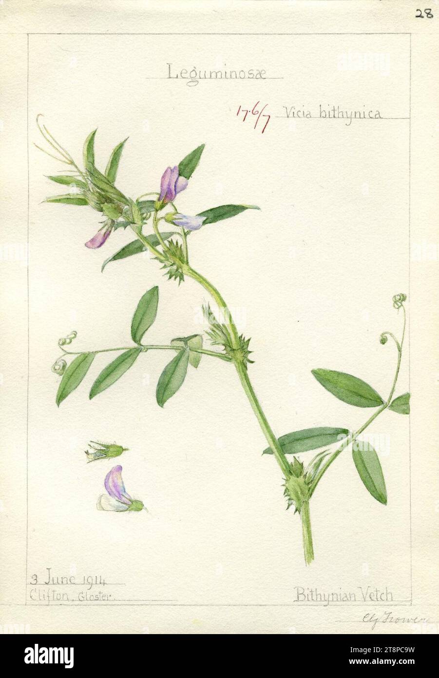 Vicia bithynica-Trower-1. Stock Photo