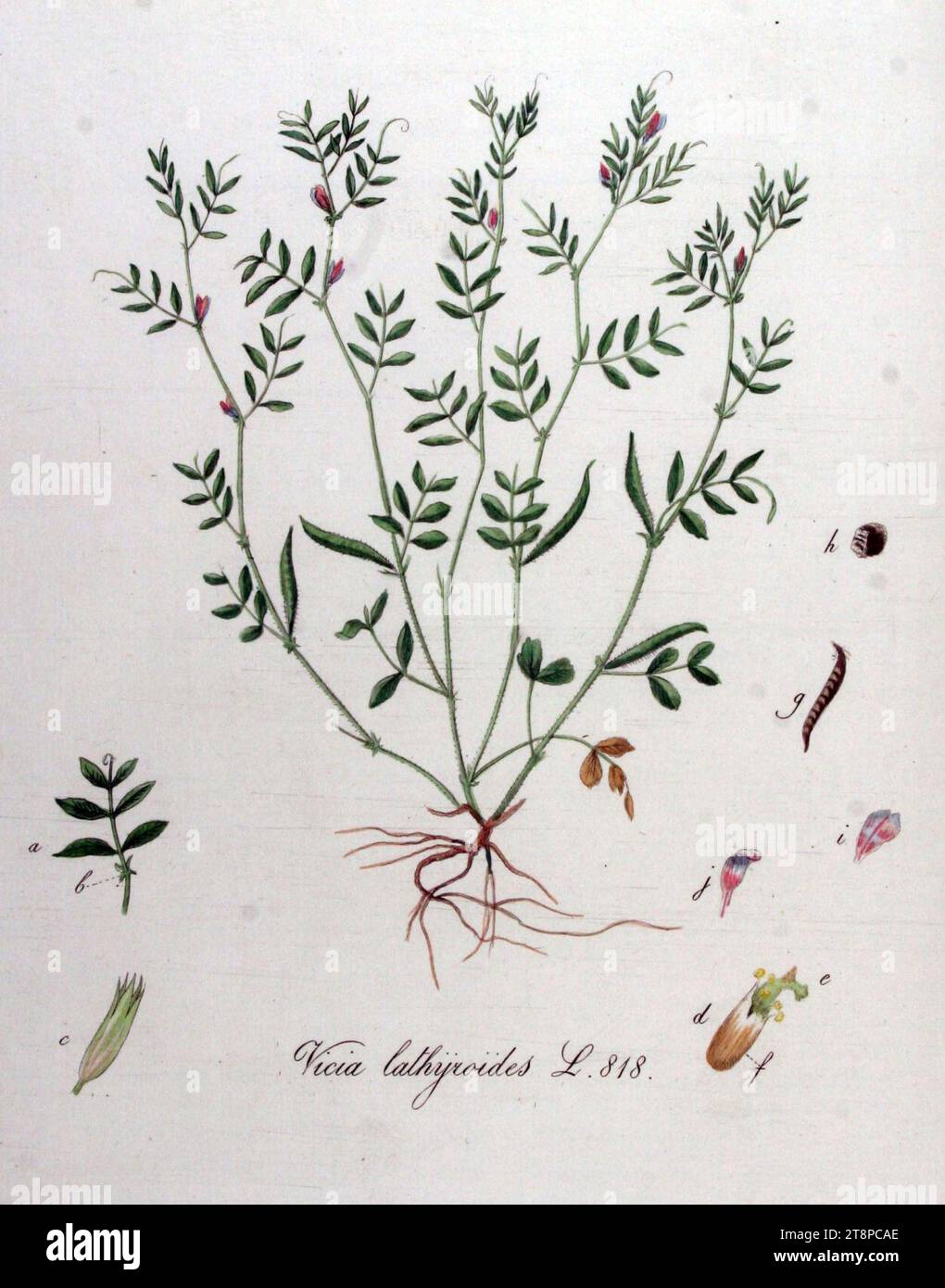 Vicia lathyroides — Flora Batava — Volume v11. Stock Photo