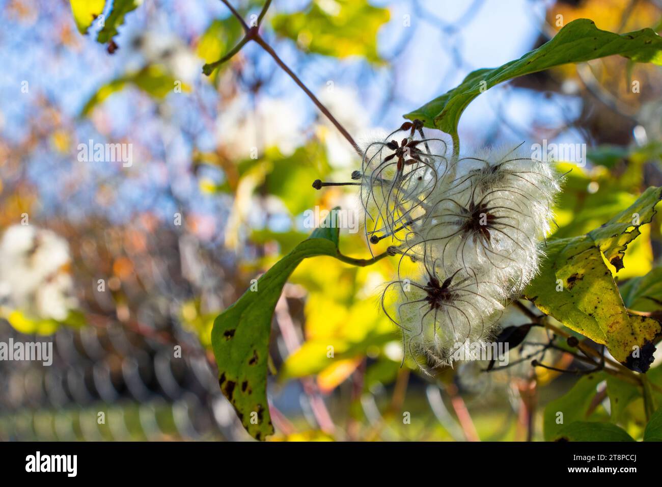 Clematis brachiataon the fence in autumn Stock Photo