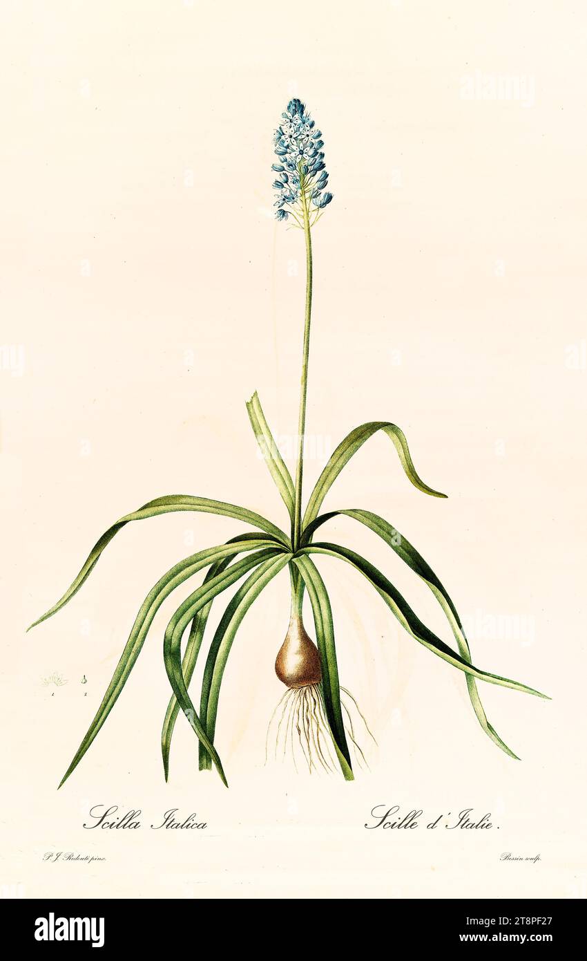 Old illustration of Italian Squill (Hyacinthoides italica). Les Liliacées, By P. J. Redouté. Impr. Didot Jeune, Paris, 1805 - 1816 Stock Photo