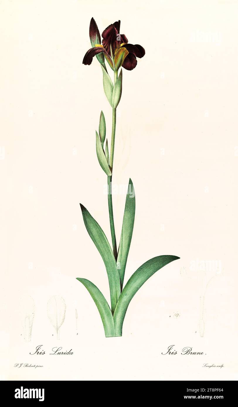 Old illustration of German Bearded Iris (Iris x germanica). Les Liliacées, By P. J. Redouté. Impr. Didot Jeune, Paris, 1805 - 1816 Stock Photo