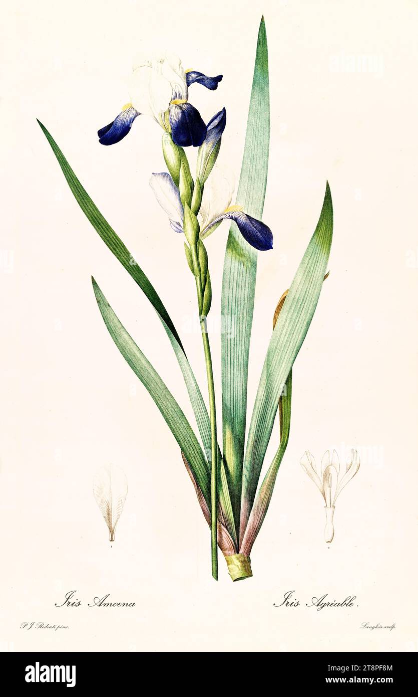 Old illustration of German Bearded Iris (Iris x germanica). Les Liliacées, By P. J. Redouté. Impr. Didot Jeune, Paris, 1805 - 1816 Stock Photo