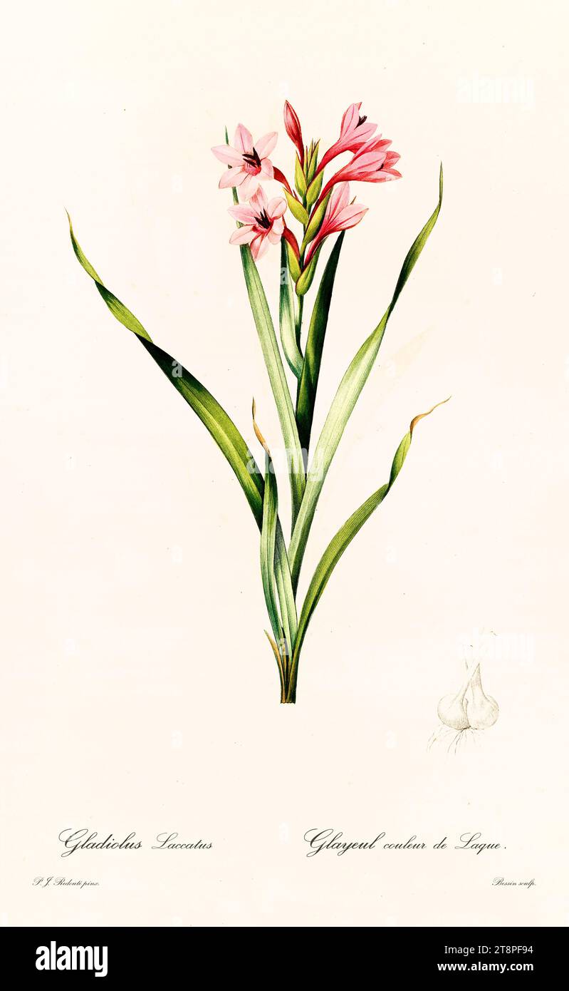 Old illustration of  Watsonia laccata. Les Liliacées, By P. J. Redouté. Impr. Didot Jeune, Paris, 1805 - 1816 Stock Photo
