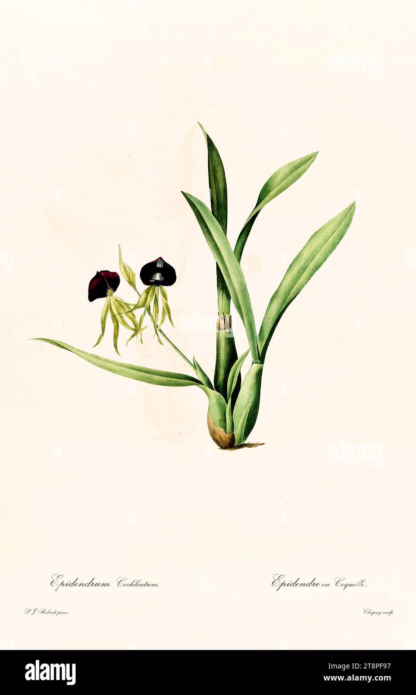 Old illustration of  Clamshell Orchid (Prosthechea cochleata)). Les Liliacées, By P. J. Redouté. Impr. Didot Jeune, Paris, 1805 - 1816 Stock Photo