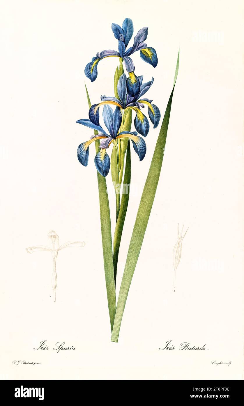 Old illustration of  Blue Iris (Iris spuria). Les Liliacées, By P. J. Redouté. Impr. Didot Jeune, Paris, 1805 - 1816 Stock Photo
