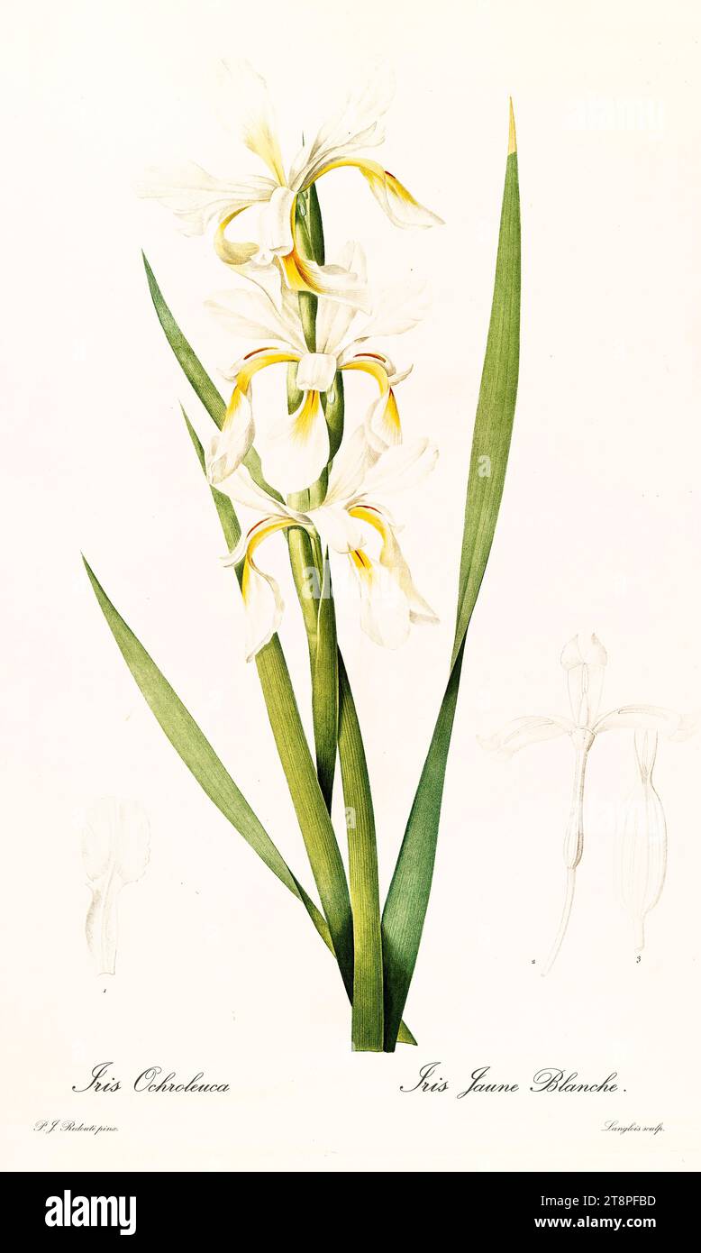 Old illustration of  Yellow Banded Iris (Iris orientalis). Les Liliacées, By P. J. Redouté. Impr. Didot Jeune, Paris, 1805 - 1816 Stock Photo