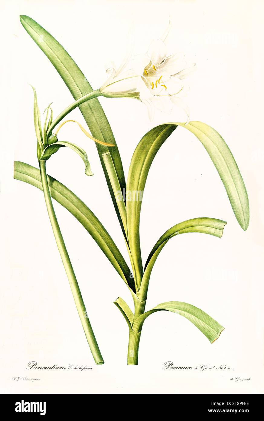 Old illustration of  Peruvian Daffodil (Ismene narcissiflora). Les Liliacées, By P. J. Redouté. Impr. Didot Jeune, Paris, 1805 - 1816 Stock Photo