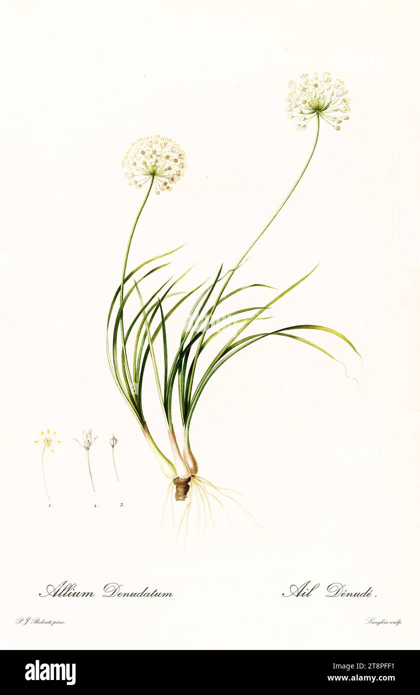Old illustration of  Allium denudatum. Les Liliacées, By P. J. Redouté. Impr. Didot Jeune, Paris, 1805 - 1816 Stock Photo
