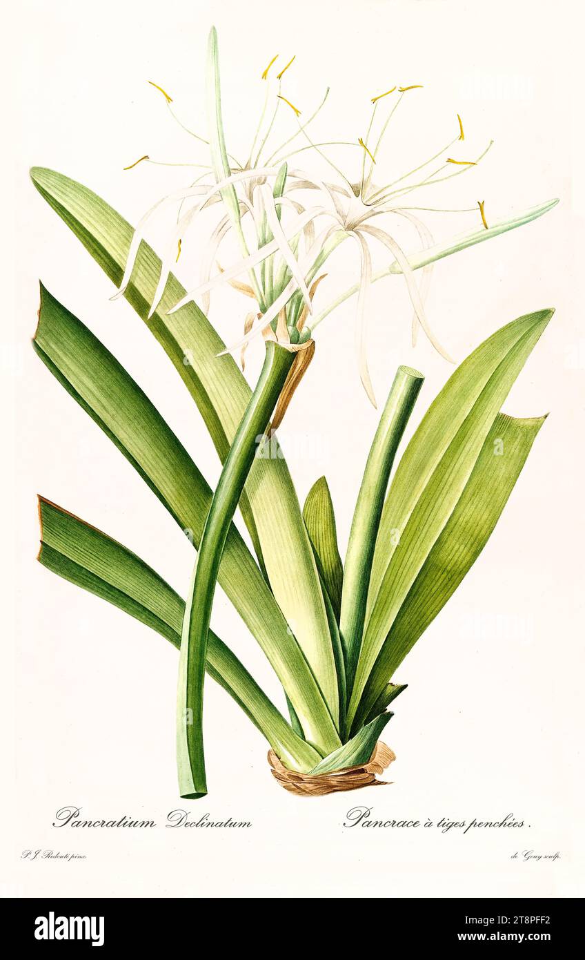 Old illustration of  Caribbean Spider Lily (Hymenocallis caribaea). Les Liliacées, By P. J. Redouté. Impr. Didot Jeune, Paris, 1805 - 1816 Stock Photo