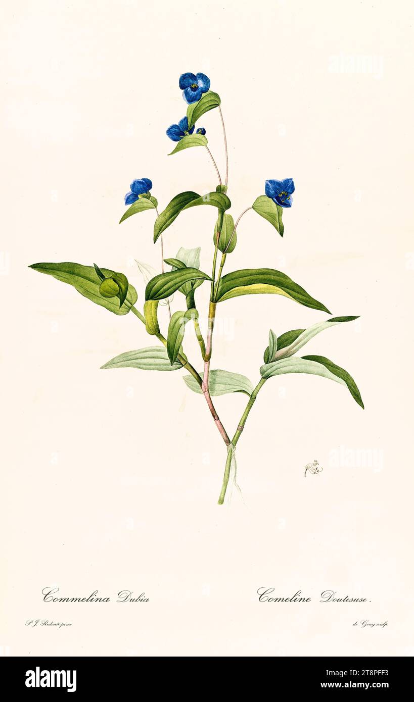 Old illustration of  Blue Spider Wort (Commelina coelestis). Les Liliacées, By P. J. Redouté. Impr. Didot Jeune, Paris, 1805 - 1816 Stock Photo